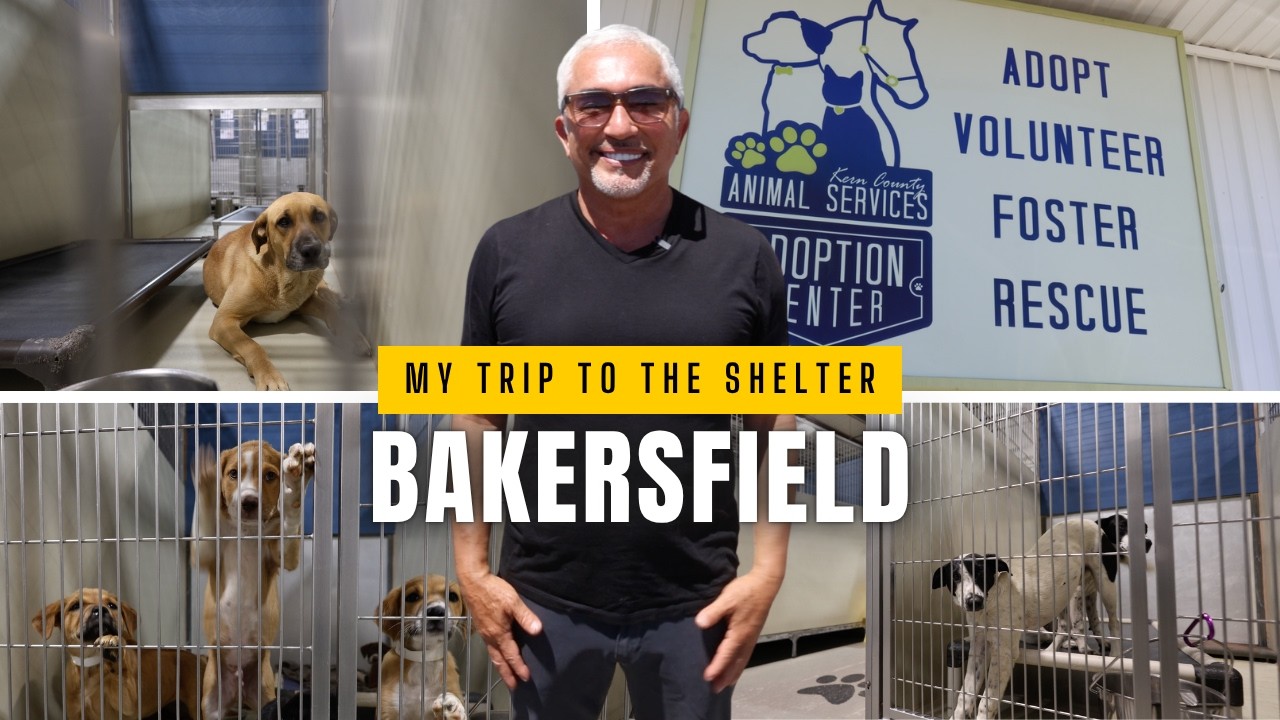Cesar Millan: The "Unfixable" Shelter Dog (Bakersfield Rescue)