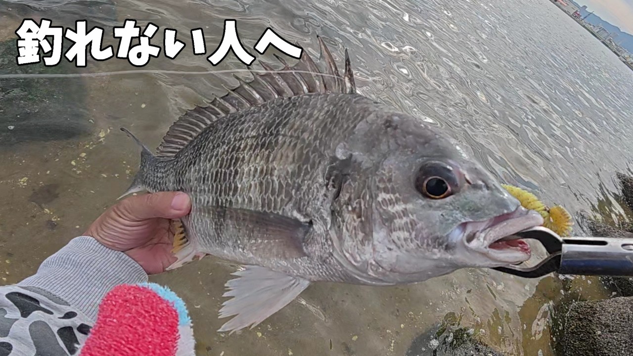 チニングで釣れるようになる動画【初心者向け】