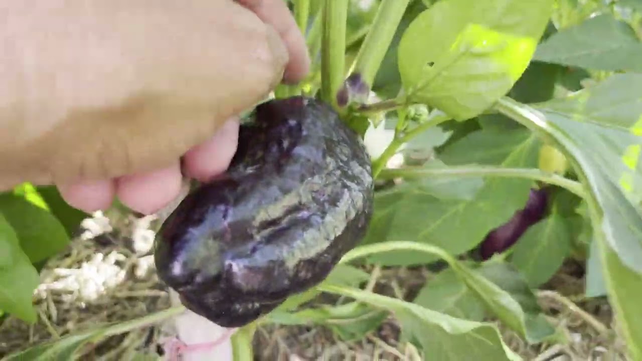 Video#52- 31 de Enero..nos despedimos del primer mes del 2026