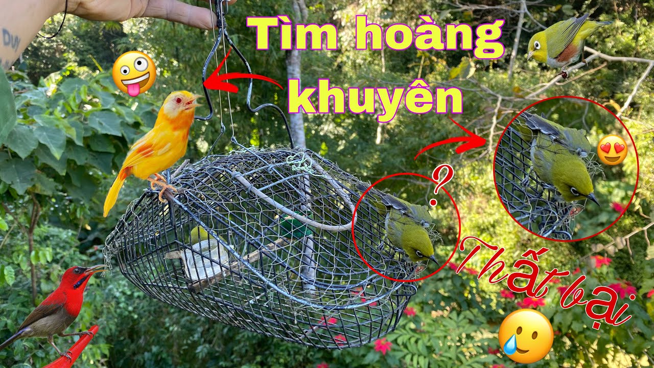Hành Trình Tìm Bẫy Chim Hoàng Khuyên Cực Chất . Bẫy Chim Khuyên Bằng Lồng Sập | Duy Tôm Tv