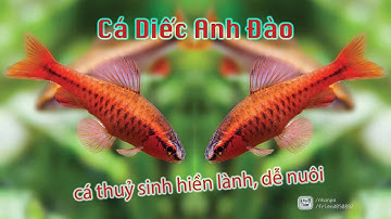 Cá Diếc Anh Đào - cánh hoa xinh trong hồ thuỷ sinh (có thuyết minh)