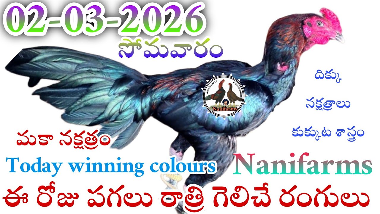 02 March 2026 Today winning colours//Nanifarms colourupdate//kukkutasastram telugu #colorupdate 