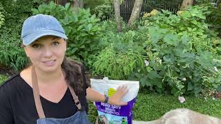 How to Get Rid of Japanese Beetles ~ Milky Spore Application