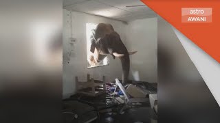 Video Tular | PERHILITAN sahkan gajah ceroboh kem tentera
