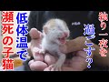 【保護猫】瀕死だった？生後２日の赤ちゃん猫を保護しました