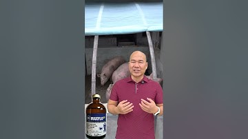 Phân biệt đúng bốn loại ho cứu cả đàn!