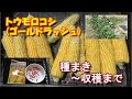 【家庭菜園】トウモロコシ(ゴールドラッシュ)の栽培－種まき～収穫まで－