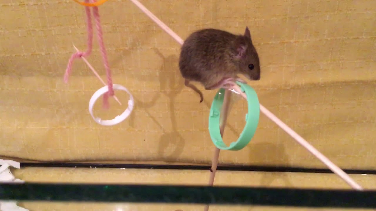 Rúdtáncos kis egér 1. Pol dancer little mouse. Rod dancer home mouse ...