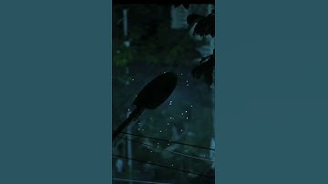 فصبر جميل ....💚 الشيخ سيد سعيد في تلاوة من #سورة_يوسف