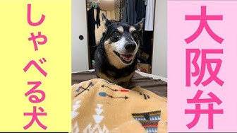 しゃべる犬 Youtube