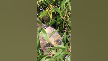 Thumbnail of Black crowned night heron #blackcrownednightheron