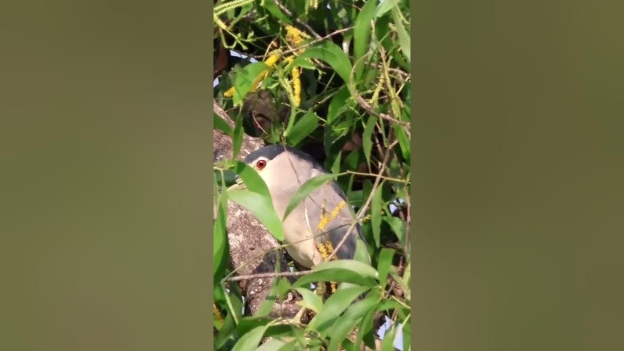 Black crowned night heron #blackcrownednightheron