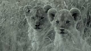 The second day the baby lions met their father [Africa Safari Plus⁺] 99