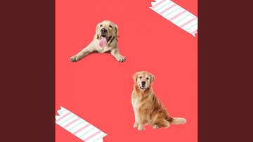 Pulsating Moods for Relaxing Dog Life