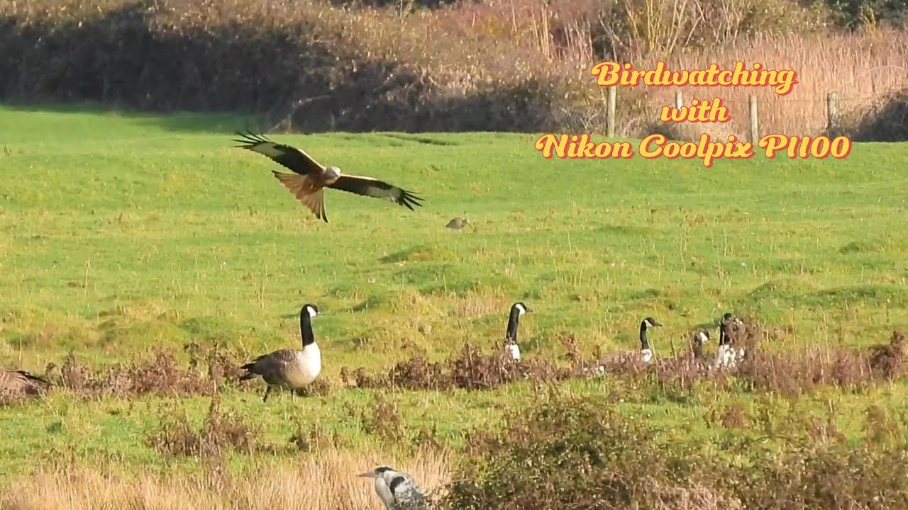 Birdwatching at Farlington marshes - Portsmouth, UK