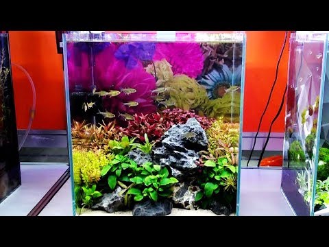 2019.10臺灣觀賞魚博覽會-小型水族箱創意造景大賽 Aquarium Creative Landscaping Competition