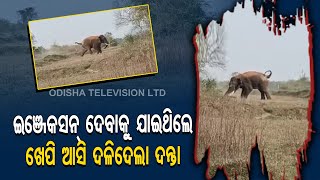 Special Story | Tusker Attacks Elephant Squad Member In Dhenkanal