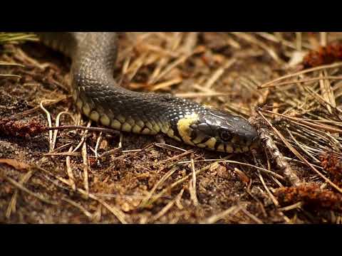 Python Molurus: India's Iconic Constrictor