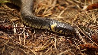 Python Molurus: India's Iconic Constrictor