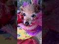 Quem vai deixar o like ? #viraliza #shortvideo #shorts #fy #doglove #dog #dogs