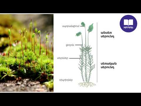 Video: Ծաղկավոր բույսերը սպորոֆիտ են, թե գամետոֆիտ: