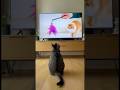 Cat Gets Fooled by a Toy on TV 😂（テレビに映るおもちゃに釣られるネコ😂）