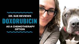 Cancer Vet Reviews A Chemo Treatment Option: Doxorubicin Vlog 101