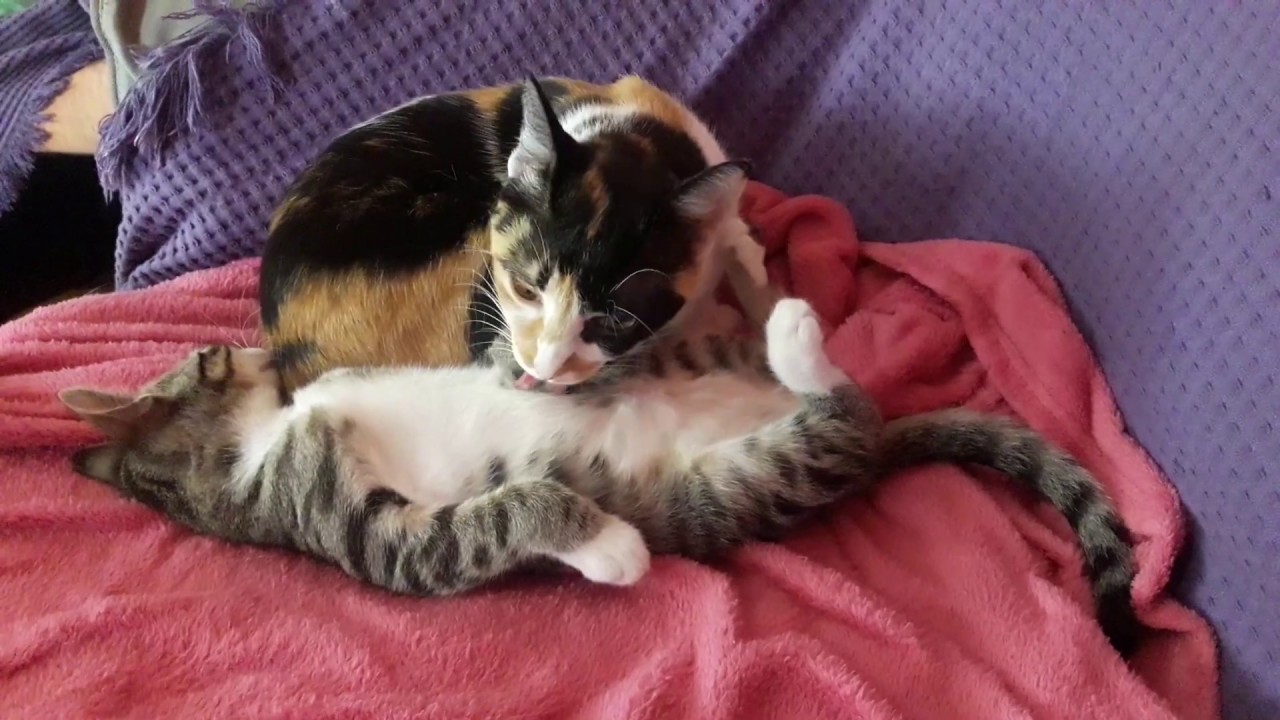 CAT Bath 