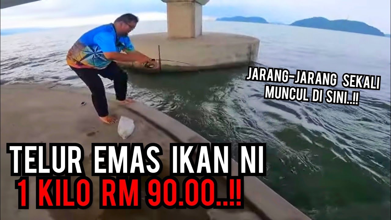 TELUR EMAS IKAN NI HARGA MAHAL | BOLEH MENCECAH 1 KILO RM 90.00