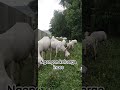 keluarga inces #sobatangon#domba#goat#farm#peternak