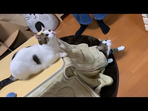 あれ？なんで？と笑わせてくれる猫