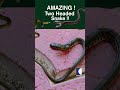 Don't miss this chance to see two-headed snake!