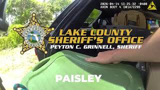 Deputies Wrangle Alligator at Paisley, FL Residence