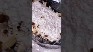 The Mycelium Took Over 👀🍄 #mycelium #mushrooms #fungi #viral #shorts #myceliummode #foryoupage