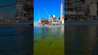 Manatee warming up at power plant's water, Apollo Beach, Tampa, Florida #floridamanatee #manatee