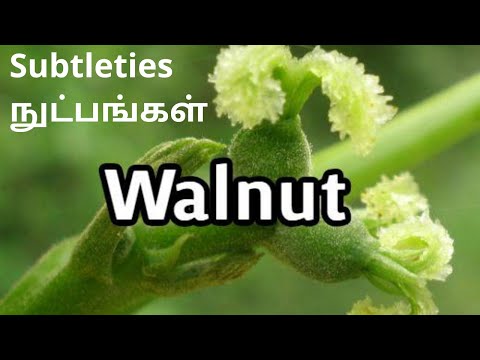 Subtleties of Walnut | நுட்பங்கள்