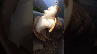 Achatschnecken - Paarung - Archachatina - Ventricosa