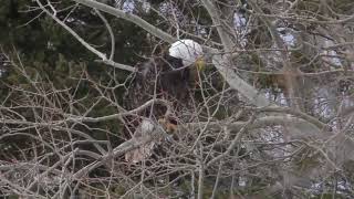 adult Bald Eagle near our Bird Feeder Streaming site - Cormierville, NB, Canada - March 1, 2023 by Stuart Tingley 111 views 1 year ago 1 minute, 2 seconds