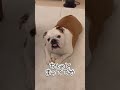 ちょっと待ってて#short #ブルドッグ #癒し