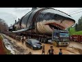  समुंद्र की सबसे बड़ी राक्षस मछली मेगलाडोन | The Real Story of Megalodon Shark Documentary