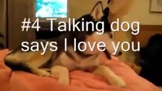 Угарные Видео Про Животных Сборник Приколов Prikoly, Ghbrjks