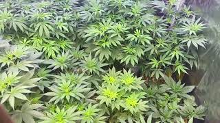 Daily grow journal!!! Apr.3.23