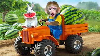 KiKi Monkey challenge with harvesting So Tasty Delicious Watermelon for cute rabbit|KUDO ANIMAL KIKI
