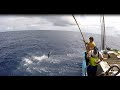 Fishing Tuna fish  Atlantic Bonito, Pesca Bonito / Gaiados  Açores  سمك التونة  אטלנטיק בוניو