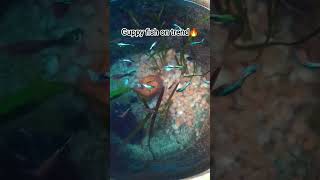 blue tuxedo guppy fish on Trend 🔥#guppyfish#fishkeepinghobby#youtubeshorts#shortvideo#fish#aquarium