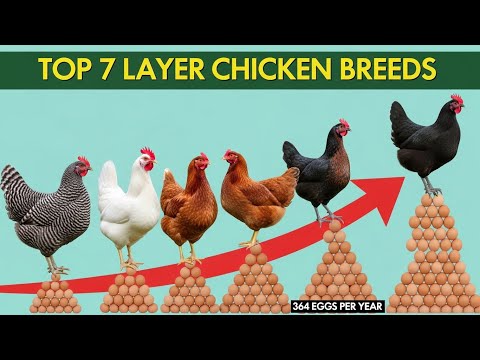 7 Best Egg Laying Chickens That Produce Up To 364 Eggs Per Year
