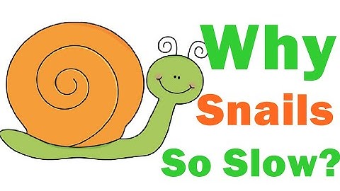 Why are Snails So Slow