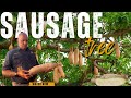 Sausage Tree Secrets Kigelia Africana Uses