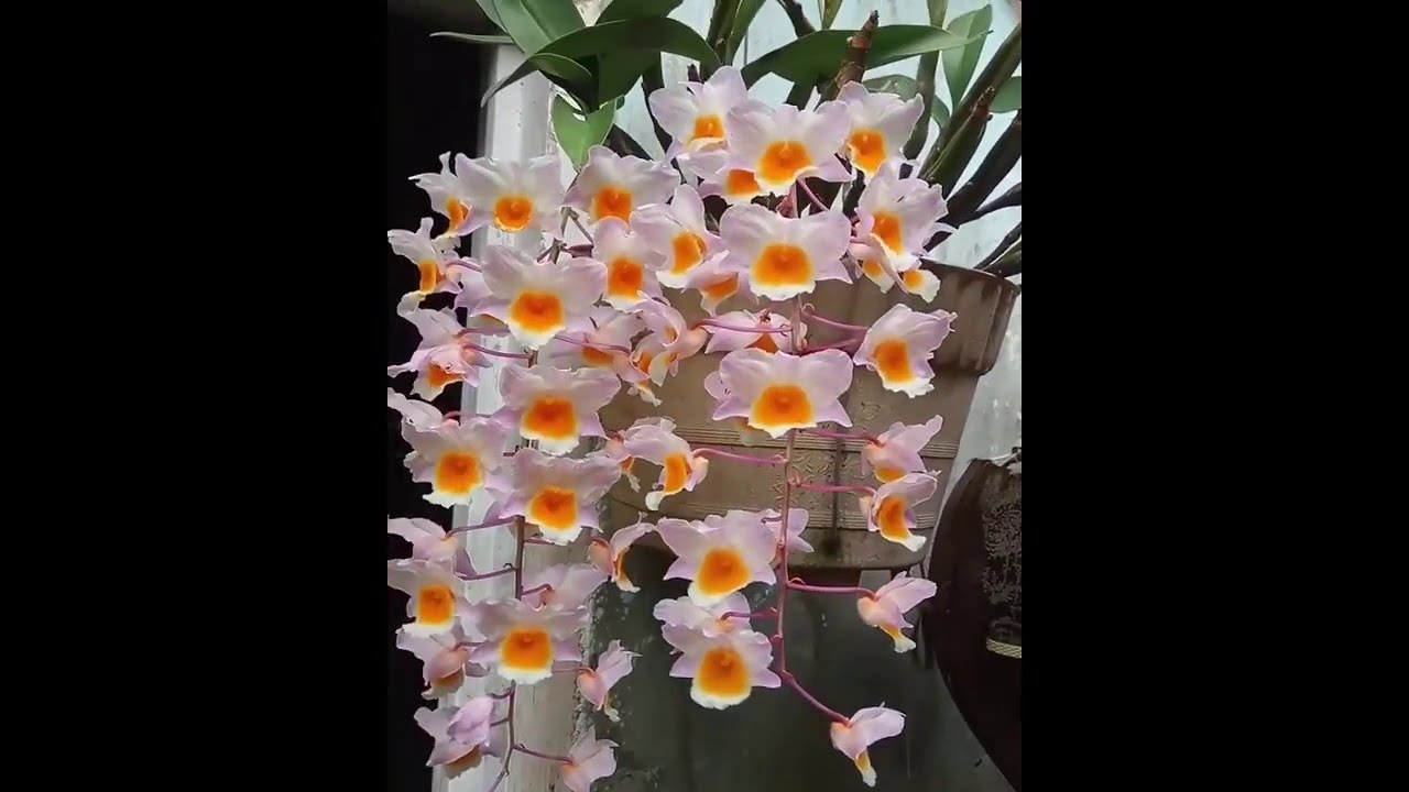 Anggrek Telor Ceplok Tips Perawatan Dendrobium Farmeri Youtube Anggrek Bunga