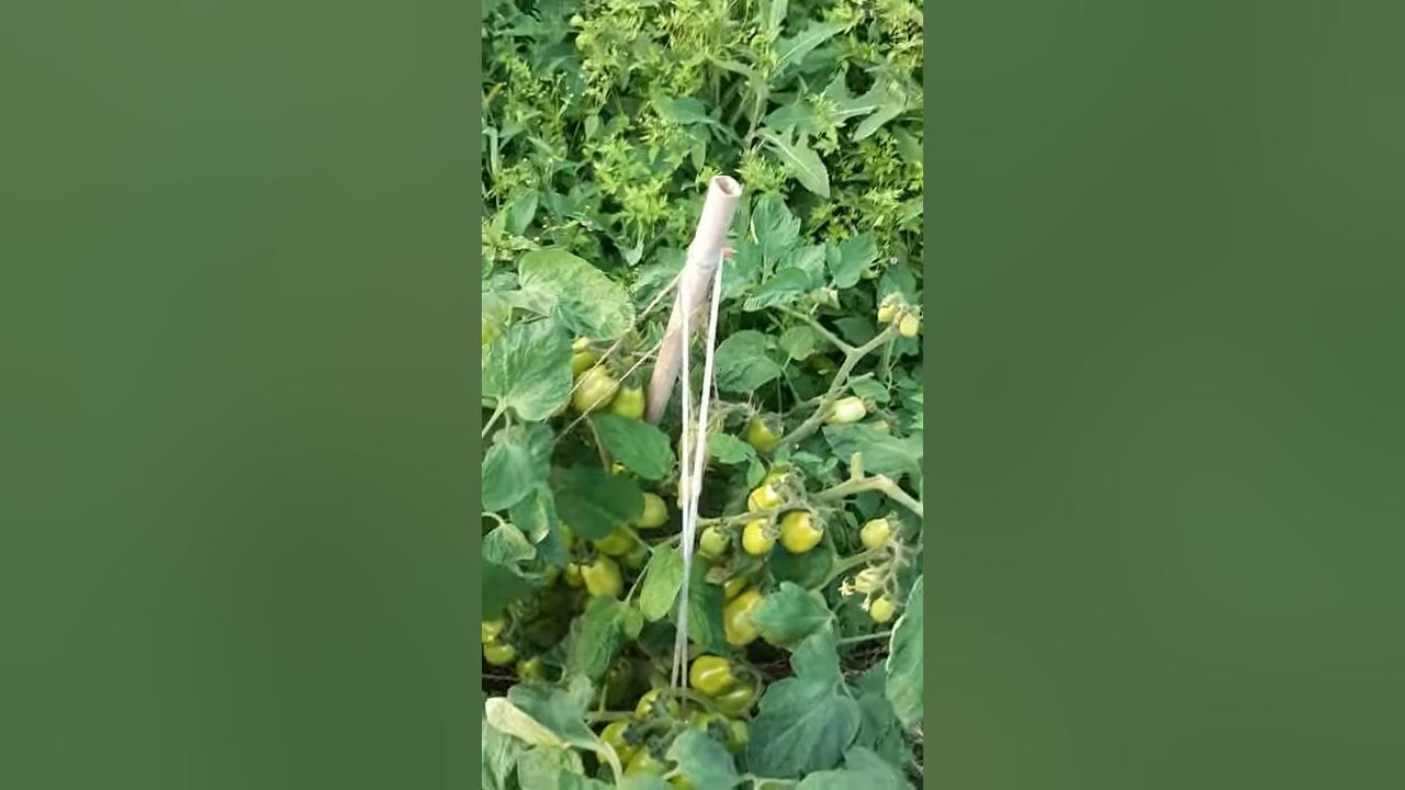 томат Грушка консервная - YouTube